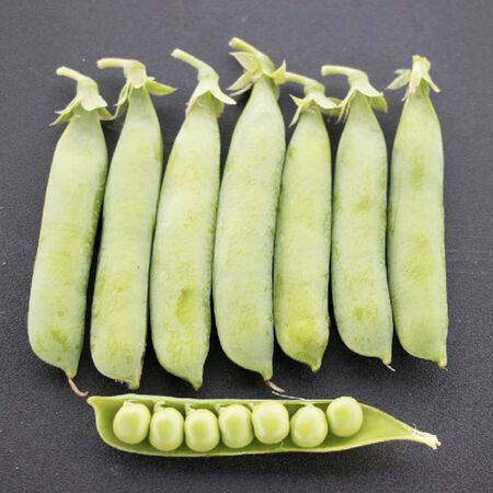 Bolero, Pea Seeds - Packet (2oz) image number null
